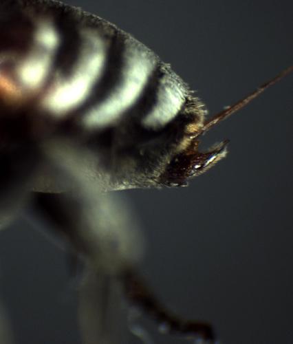 Ammobates punctatus